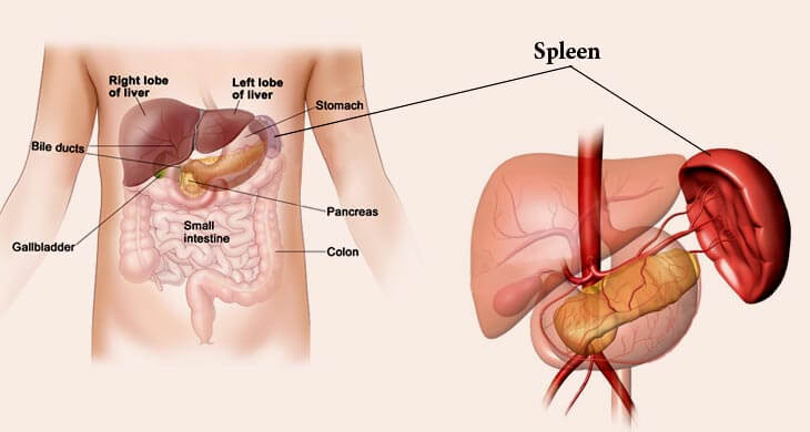 spleen.jpg